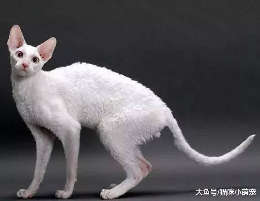 10种不掉毛的猫咪, 你见过几个?