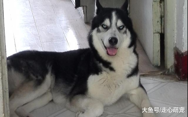 二哈, 被小偷偷走后, 又被送了回来