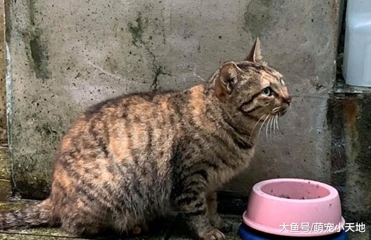 瘦浪猫被蜂螫成包子脸, 被网友救助后改运变傲娇肥猫