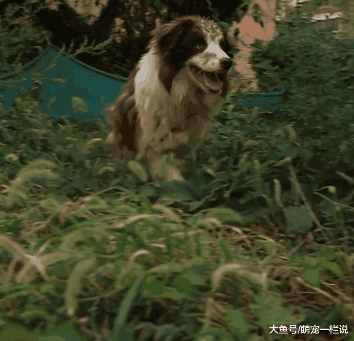 流浪边牧犬捡垃圾吃时, 看见别的狗和主人开心散步, 眼里尽是哀伤