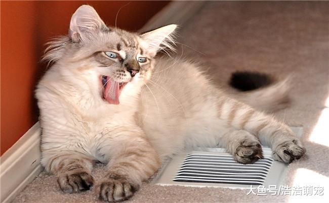 想要猫咪活的更好, 宠主要在下面5个方面下功夫