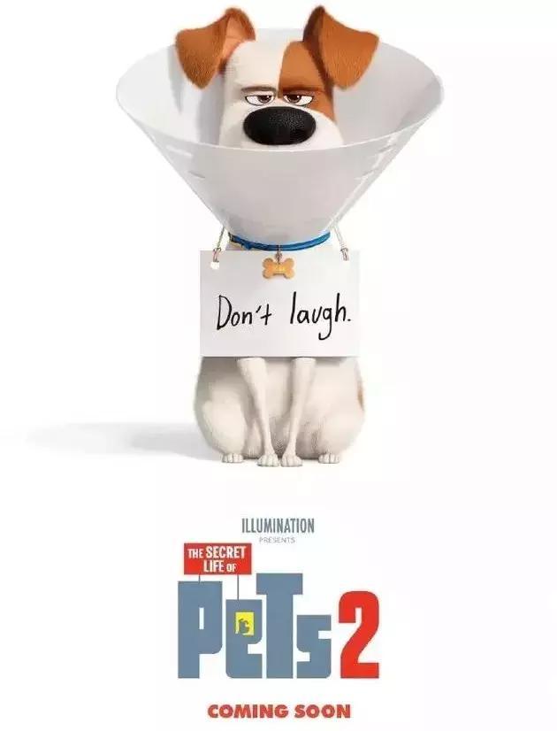 宠业简报 | 京东计划开展宠物类快递;买猫防坑六大指南