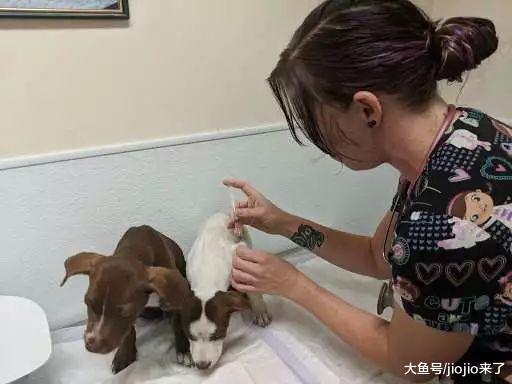 残忍主人把两只狗狗丢进垃圾箱, 当人们来救时, 它们开心的摇尾巴