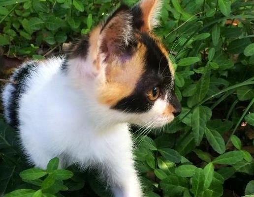 老猫陪伴了主人22年, 临终前用尽全力亲了亲主人, 主人落泪了