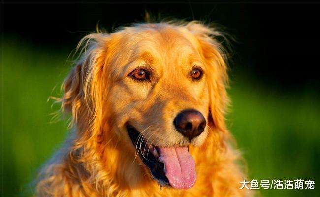 最受欢迎的五种狗狗, 拉布拉多在内, 第五种既让人爱又让人恨