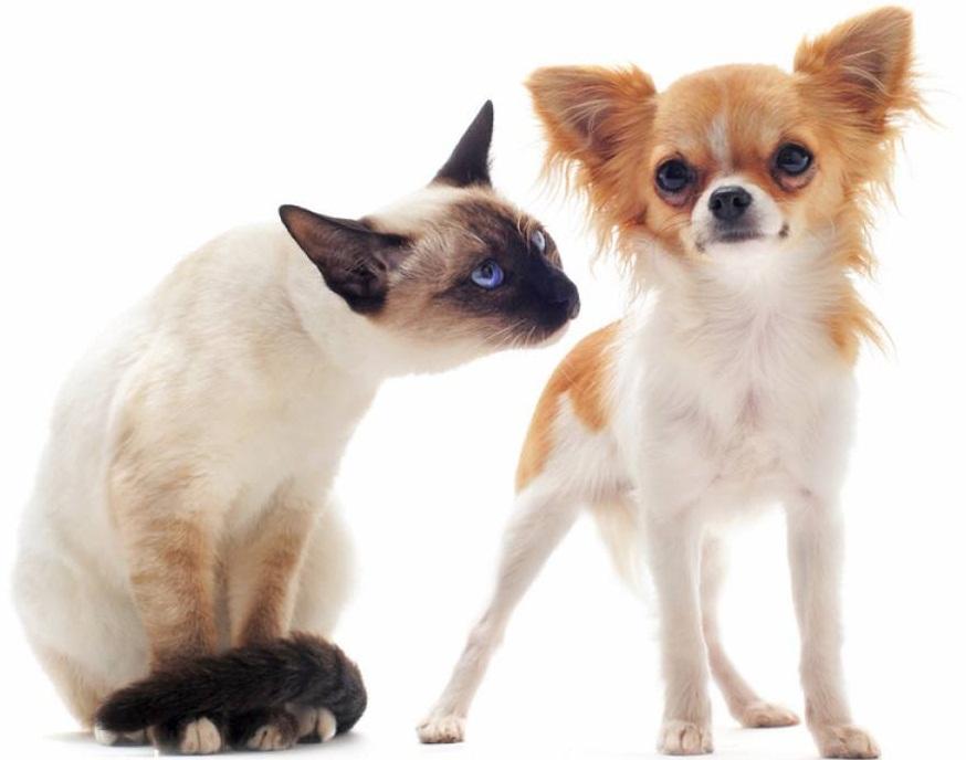 世界上最小的犬种吉娃娃体重1到3公斤, 为啥会有更小的茶杯犬?