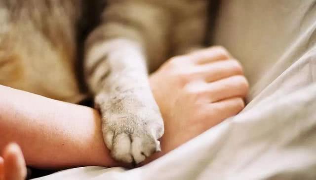 手挠脚心难以忍受, 宠物猫的脚心更严重, 猫手猫脚都别碰后果自负