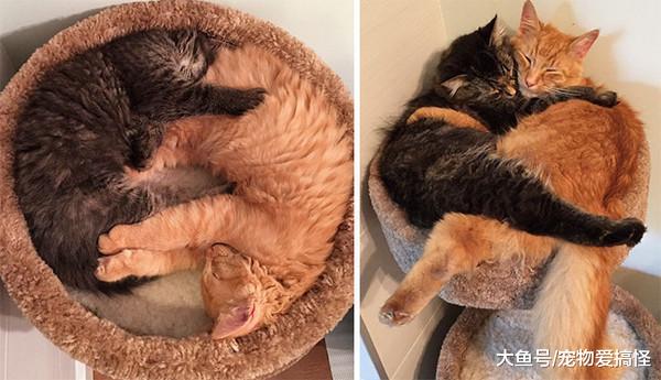 18张照片让你相信友情跨越物种, 太温馨啦!