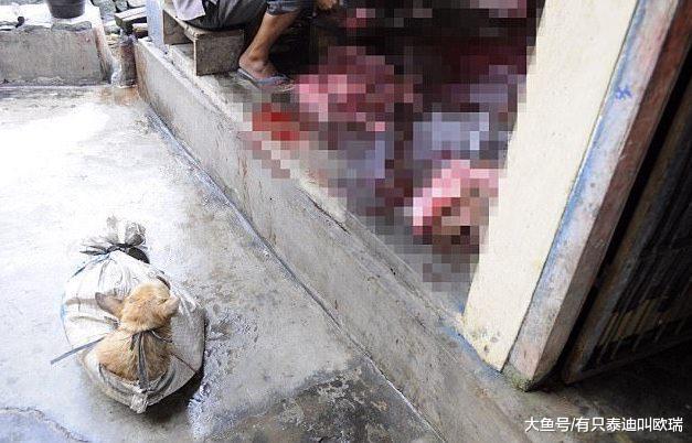 宠物狗被抓走当「狗肉贩卖」捆绑到窒息, 被迫看着同伴在眼前「活活斩首喷血」超可恶!