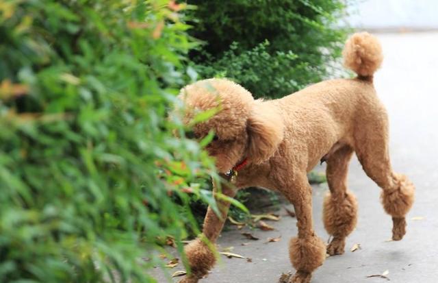 遛狗的“6大禁忌”, 别不在意, 否则你会跟狗狗说永别!