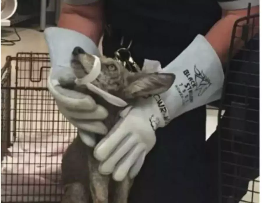 流浪狗赖在门口不走, 女子请来动物保护人员, 知道实情后被吓坏了