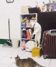 喵的报恩! 猫咪直挺挺站立操控逗猫棒, 帮爸爸照顾猫妹妹