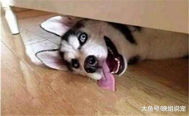 快乐的二哈, 图2像“款爷”, 图4的表情绝了, 柴犬也做不出来