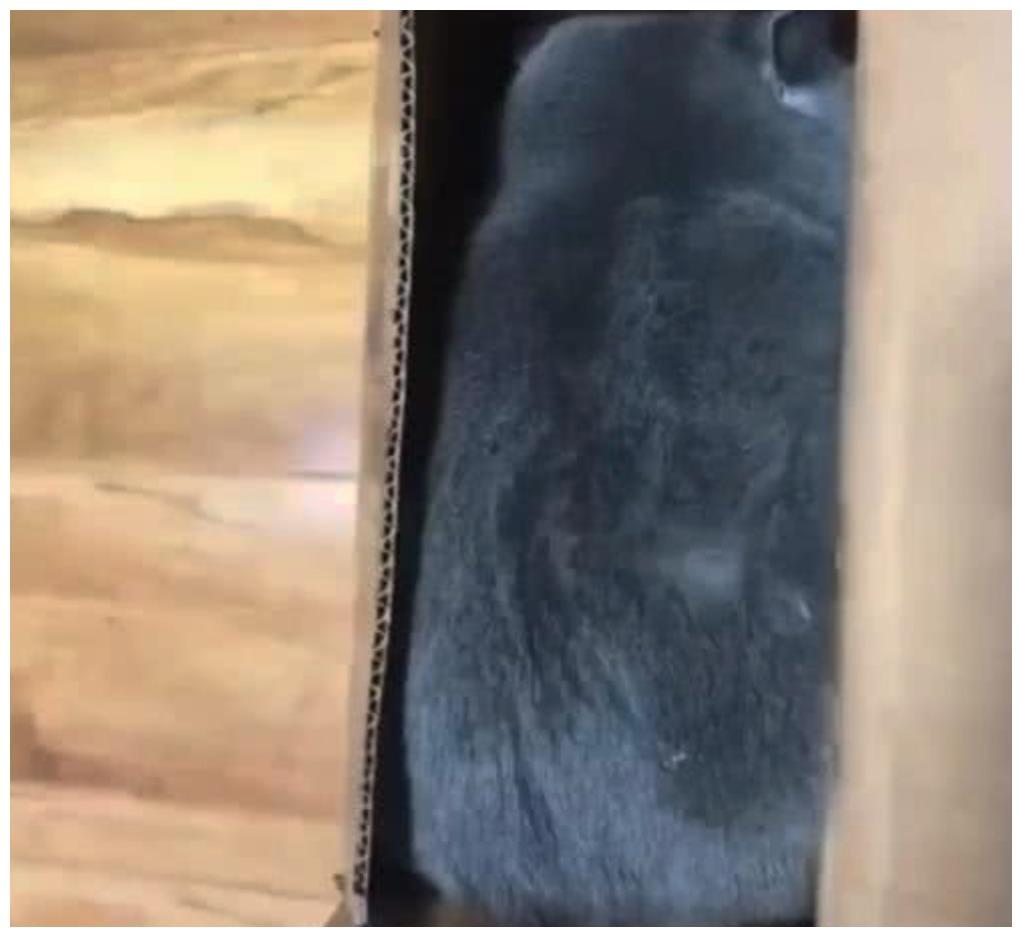 猫咪“钻研”快递箱, 它打开了一片新世界: 和我体型100%匹配
