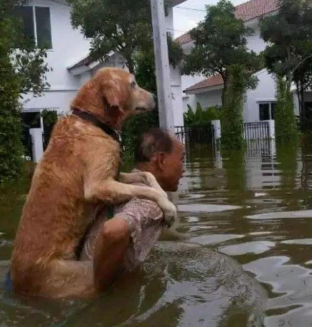9个人与动物最感人的瞬间, 你能忍到第几个不哭?