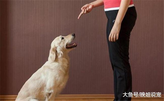 你对狗狗已经很好了? 看完德国人养狗的方法后, 你还敢说吗?