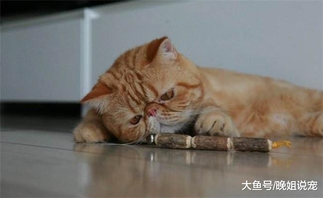 猫咪送宠主礼物都是有原因的, 宠主们可不要辜负它们的心意