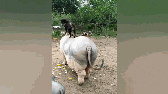 四眼狗帮主人放猪, 站在肥猪身上镇定自若, 狗: 放猪我在行……