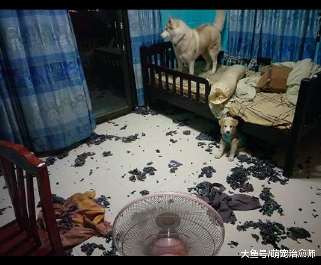 把哈士奇寄养在父母家, 它却合伙小狗拆床, 看了它表情更生气了!