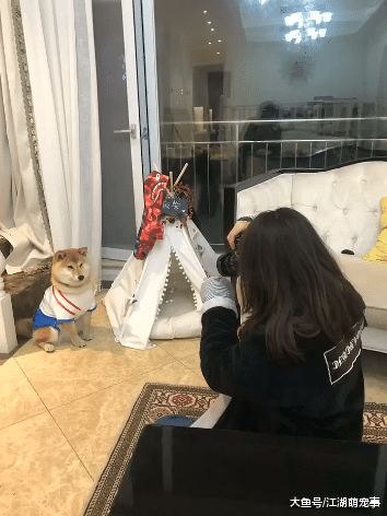 拍照发朋友圈还要给柴犬看过才可以, 真的是尊重狗狗了!