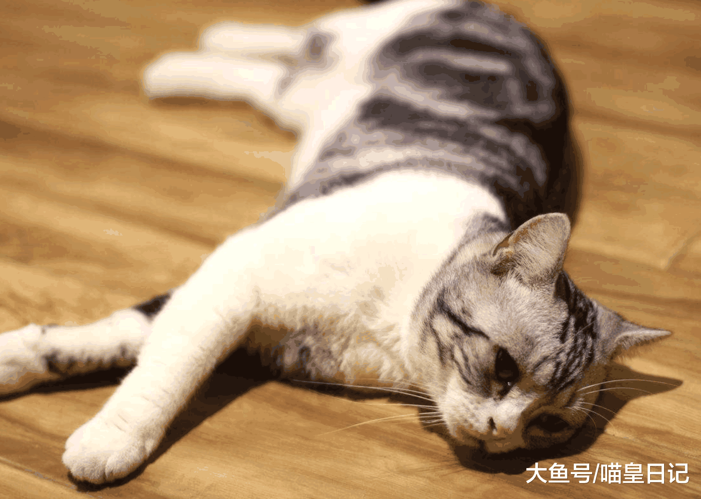 喵星人的这四个部位, 只有喜欢的人才能摸, 你是它喜欢的人吗?