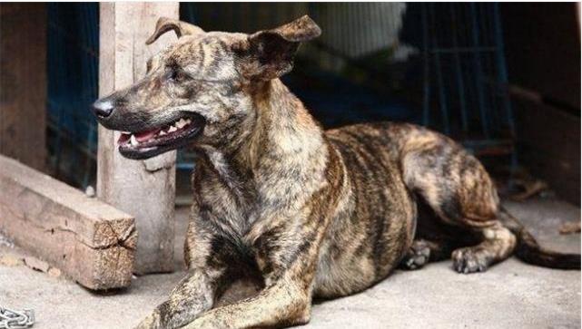 父亲带回只很丑的狗, 网友很嫌弃, 爷爷却严肃的说: 这是狗中之王