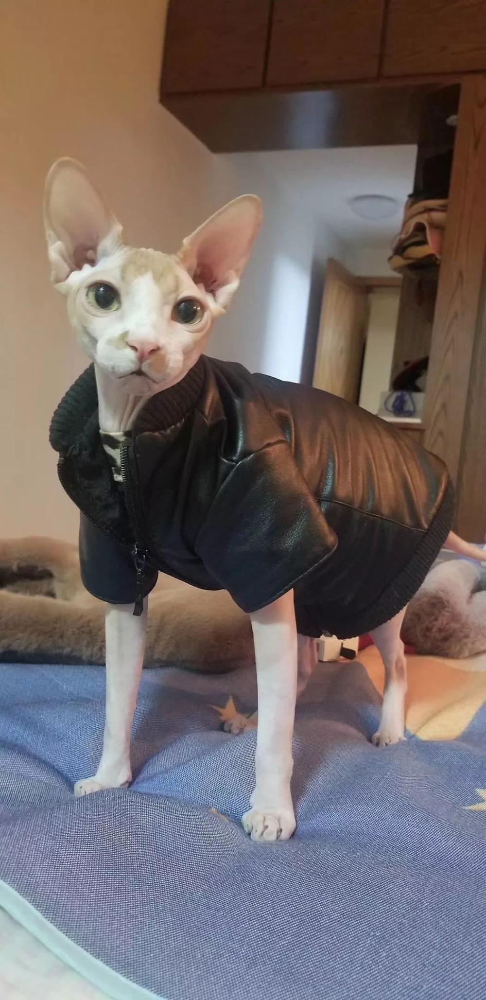 穿靴子的猫很可爱, 穿袜子的小奶猫更是萌到爆