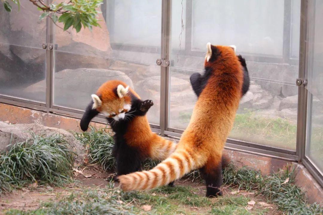 看小熊猫之间的决斗, 绝对让你涨见识