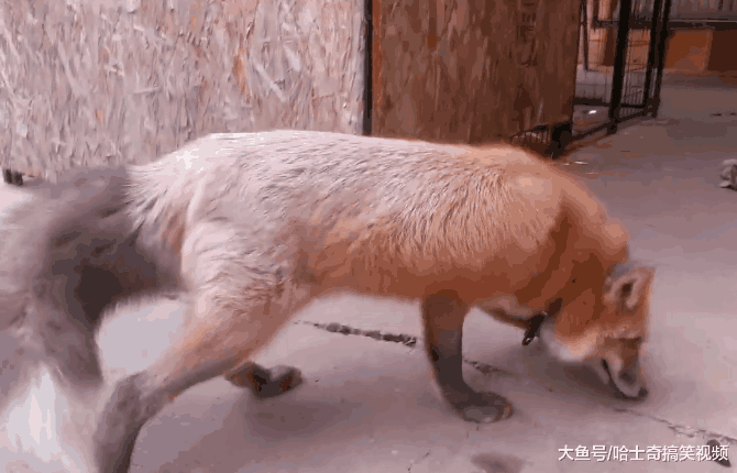 网友在狗市买了只“小狗”, 养了几个月后, 朋友却说要丢掉