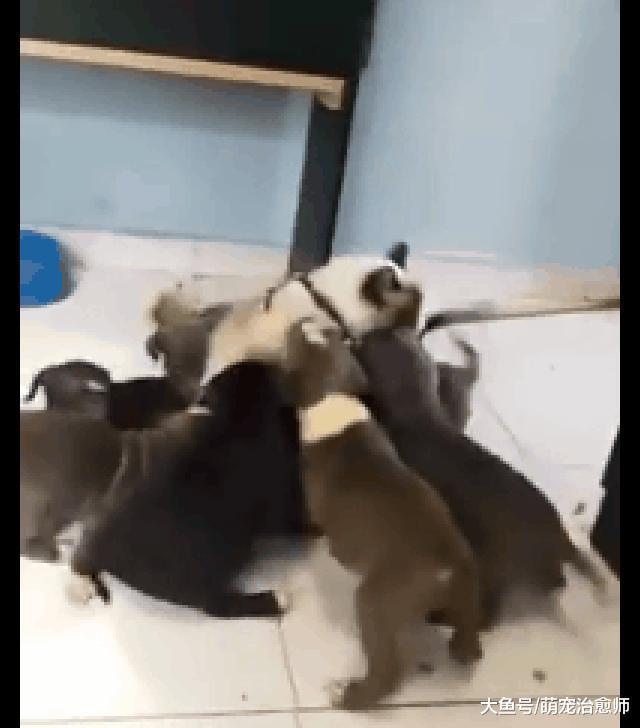 猫咪被一群小狗团团围住, 最后倒在地上都起不来了, 太热情了吧!