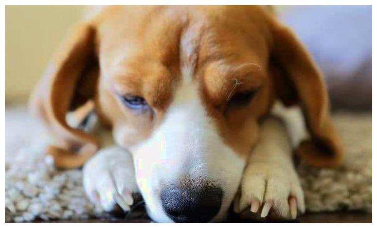 老年狗狗离家出走, 在山上被找到, 老人: 它不想让你们难过!