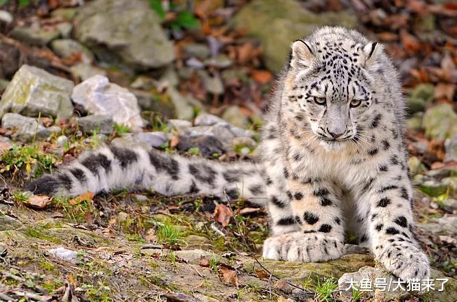 如何保护好雪豹? 唤醒当地民众的动物保护意识很重要