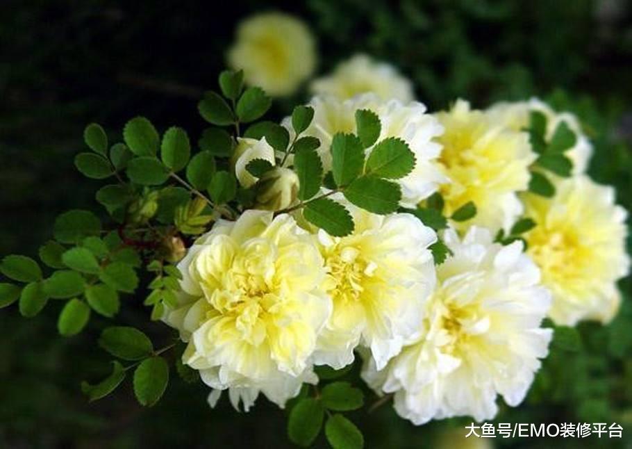 人懒还想养花的朋友, 别可怜兮兮的养绿萝了