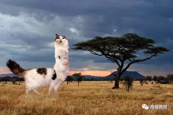 这是什么沙雕猫咪混合物? 连猫都认不出自己啦