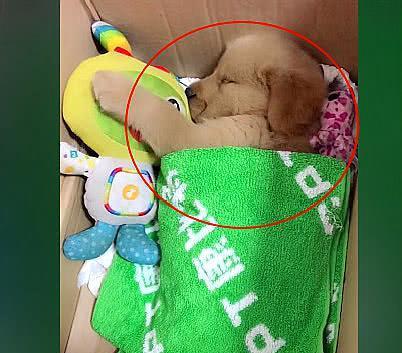 小金毛被主人抛弃, 网友见到它时被萌化了, 这么漂亮怎么舍得扔掉