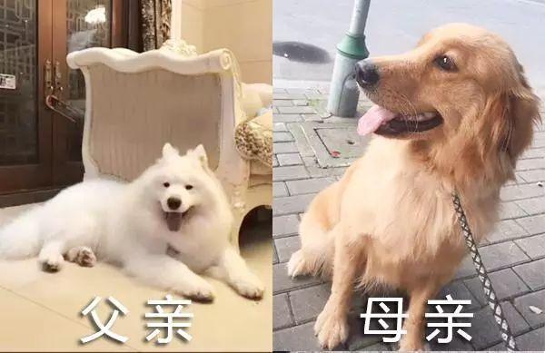 只有纯种犬才好看? 萨摩耶和金毛的混血儿子, 颜值逆天让人羡慕