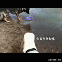 主人拍水下婚纱照, 在旁一边的狗狗以为主人溺水了, 急得直跺脚