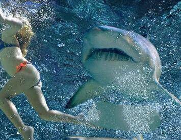 地球上10大最致命的动物, 鲨鱼第十, 鳄鱼第四, 蚊子居榜首