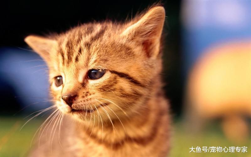 为什么掐住猫脖子后面的肉, 猫就一动不动? 原来和猫妈妈有关
