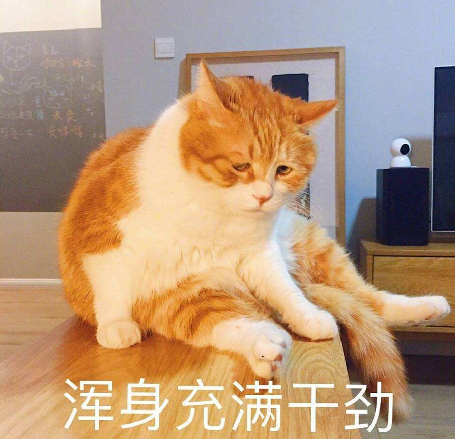 自从母猫生的小公主长大了, 公猫活得好累: 太粘老父亲了
