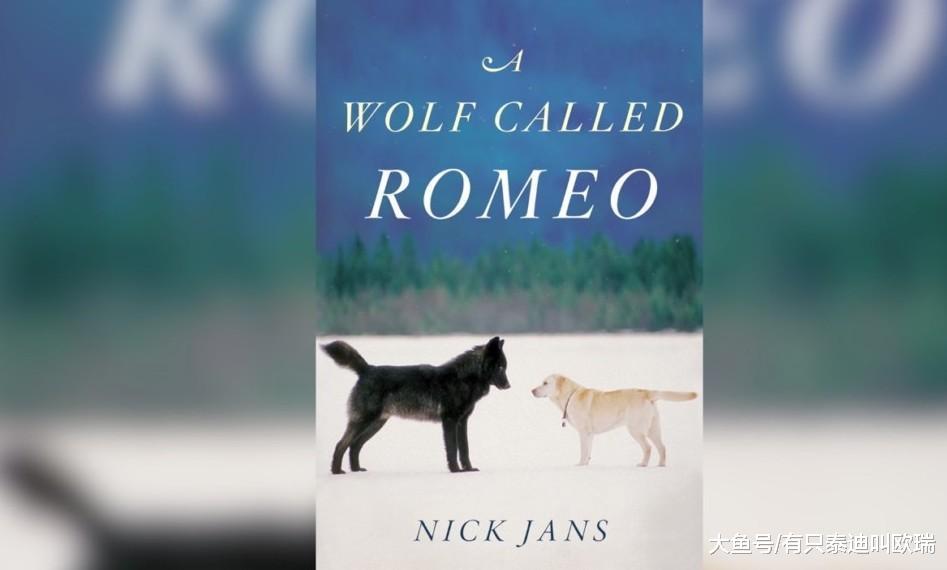 他在阿拉斯加度假「一匹狼」往他家走过来, 他的狗冲了过去…