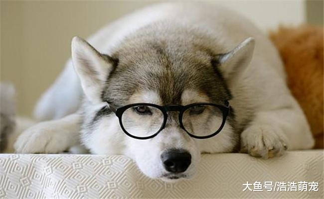最受欢迎的5种狗狗, 哈士奇上榜, 第五个对孩子有耐心