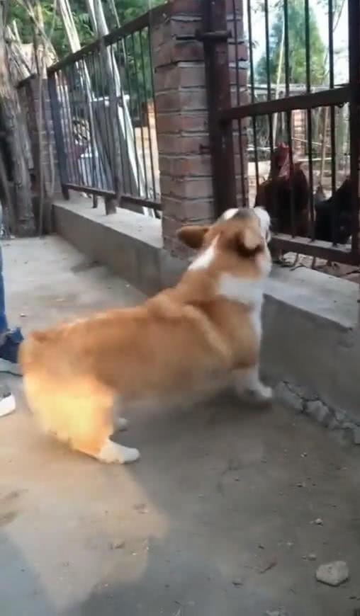 柯基在鸡圈外面作威作福, 主人抱它进去后, 接下来的反应众人笑喷