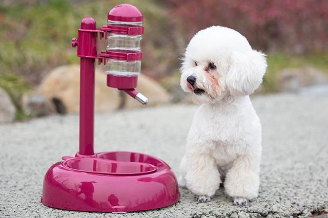 每天坚持给狗做这5件事, 狗狗会越来越健康长寿, 现在知道还不晚