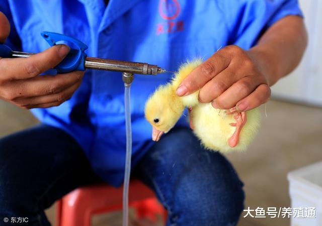如何给蛋鸡注射疫苗? 快看看有没有疏忽这些大问题