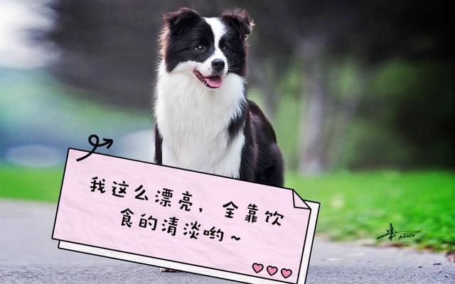 冬季给狗狗洗澡, 大部分主人都会忽略这4点, 再不改后果严重!