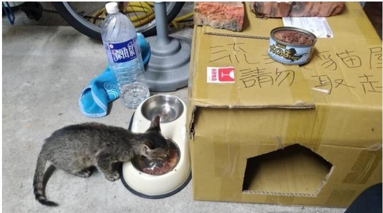 暖男盖猫窝给浪浪过冬, 但角落怨念双眼的猫咪让人笑喷: 抓包小三