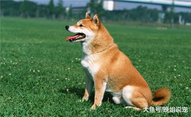 狗狗害怕的五种东西, 它对第四个的声音有恐惧, 第五个伤害最大
