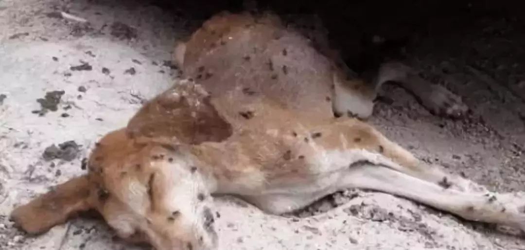 流浪狗绝望趴地上, 在等待死亡……幸好还有好心人!