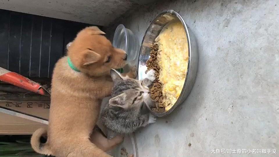 小奶猫太霸道了, 守着狗粮盆不说, 还用爪子把狗狗把拉开